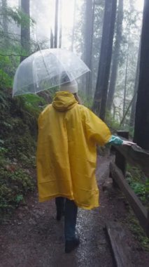 Dikey video. Pasifiğin kuzeybatısındaki sisli ormanları keşfeden bir birey, şeffaf bir şemsiye ile korunuyor, dingin doğal bir arkaplan arasında. Çekim 4K. 