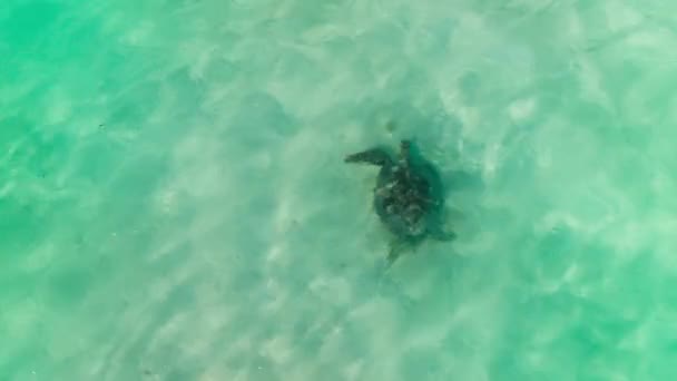 Nature Sauvage Gros Plan Avec Belle Tortue Mer Nageant Sous — Video