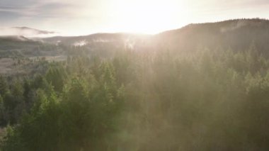 Güzel ormanda güneşli bir sabah. Güneşli mavi gökyüzünde çam ağaçlarının tepeleri. Çam Ormanı doğal çevre kaynağı olarak 4K. Washington yağmur ormanlarını çevreleyen alçak sis bulutunun yukarıdan görünüşü