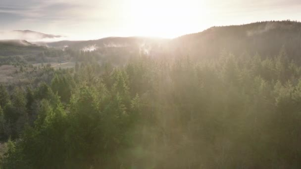 阳光灿烂的早晨 在美丽的森林里 高高的松树树顶在阳光灿烂的蓝天 松树林作为自然环境资源4K 俯瞰覆盖华盛顿常绿雨林的低洼雾 — 图库视频影像