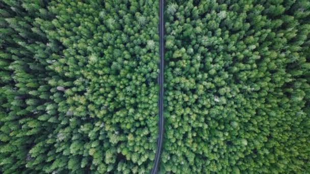 Drone Cinematográfico Disparado Voando Acima Estrada Vazia Floresta Pinheiros Washington — Vídeo de Stock