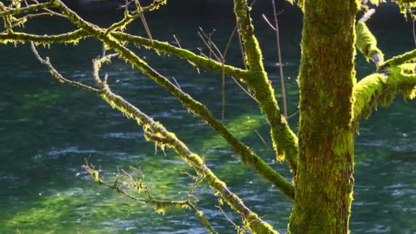 スプルースツリーのトランクと枝は 背景に透明な川流で濃い緑のモスで覆われています 純粋な手つかずの自然環境のスローモーション映像 エバーグリーン熱帯雨林で晴れた日 — ストック動画