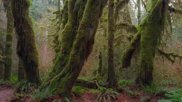 一片宁静的景象 是一片茂盛的老森林 参天大树掩映在生机勃勃的青苔中 营造出宁静而古老的氛围 影像4K 图库视频