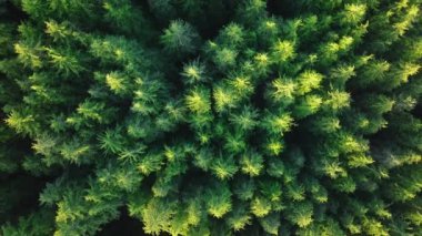 Çevre koruma kavramı. Güneşli bir günde yeşil ağaçların tepesinden yükselen drone. Doğal kaynak olarak çam ormanı. Yeşil yağmur ormanlarının yukarısı. 4K Yenilenebilir Enerji, Sürdürülebilir Kalkınma Hedefi