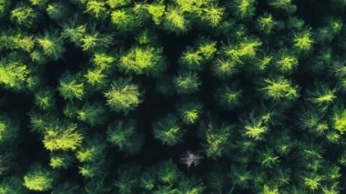 Düşük CO2 emisyon fikriyle Dünya Günü etkinliği. Gezegen kavramını sakla. Hava orman ağacı doğa manzarası. Parlak umut için yeşil ekoloji antenine geç. Küresel sıfır atık. Sera gazı kirliliğini azaltmak