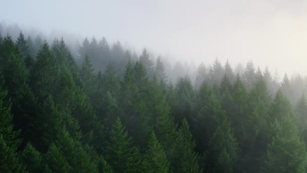 霧の霧は緑の松の木の森の上に低く広がっています 間違った日に山に散らばった森の木の空撮映像 美しい緑の森の朝霧 ワシントン山脈の雨天 — ストック動画