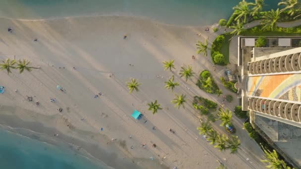 일몰에 야자수 나무입니다 하와이 목적지 아름다운 황금빛 햇빛에 아름다운 와이키키 — 비디오