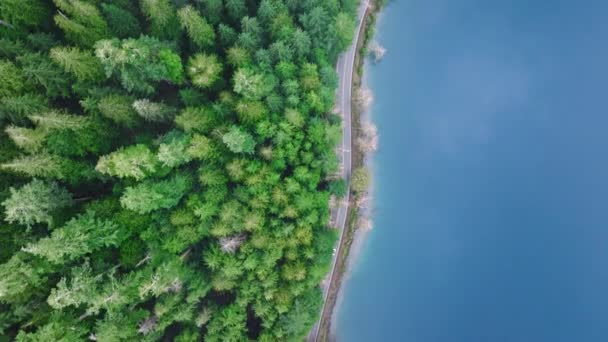 Atemberaubend Schöner Regenwald Olympic National Park Filmischer Naturhintergrund Mit Kopierraum — Stockvideo