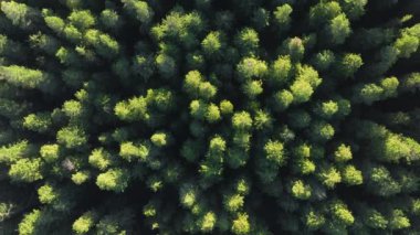 Redwood National ve State Parks, California, ABD 'deki yeşil çam ağaçlarının en iyi manzarası. Vahşi, sık ormanın havadan görünüşü. İHA 'dan bakan ağaç tepeleri. Kopyalama alanı olan doğal arkaplan, 4k görüntü 