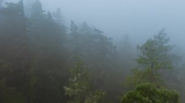 İnsansız hava aracı Redwood Ulusal ve State Parks, California, ABD 'de yoğun sis bulutlarında uçuyor. Bulutların arasından yükselen ağaç tepelerinin havadan görünüşü. Vahşi ormandaki gizemli sisli atmosfer, 4k görüntü