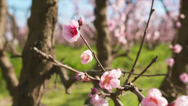 杏仁在风景如画的乡村开花 特写的生动的小花与模糊的树枝 周围是茂密的草坪的背景 高质量的4K镜头 视频剪辑