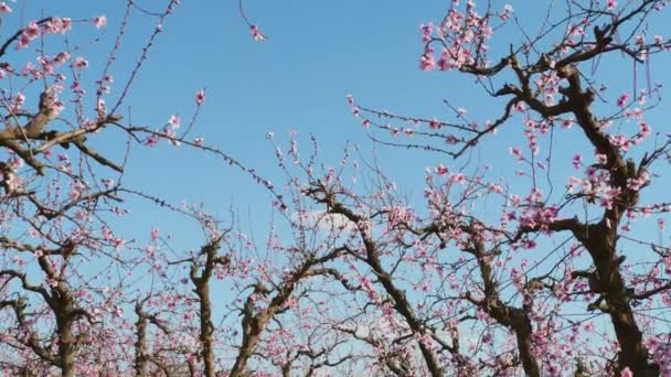 美丽的白色和红色的花朵在迷人的果园中盛开 这自然是个奇迹 当树木绽放出灿烂的粉红色花朵时 壮观的景象油然而生 高质量的4K镜头 免版税图库视频片段
