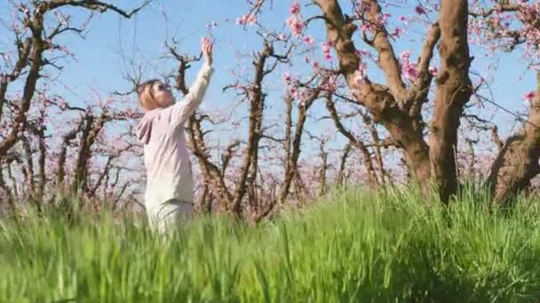 美丽的女人在阳光明媚的早晨探索杏仁园 女游客在一排排茂密的树旁散步时 喜欢轻柔的华丽华丽的花朵 高质量的4K镜头 免版税图库视频片段