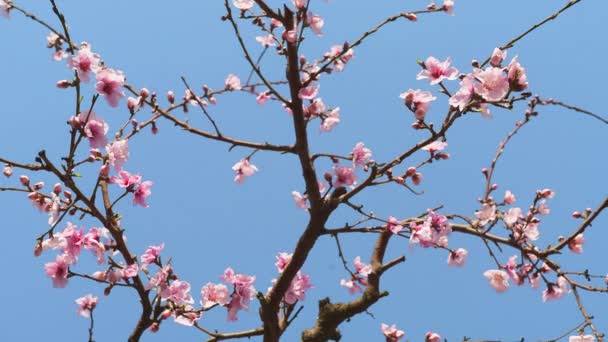 在蓝天的背景下 可以近距离看到五彩斑斓的小花 公园内的杏树的大花分枝 从下面可以看到 高质量的4K镜头 免版税图库视频片段