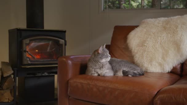 かわいい灰色のストライプフレンドリーな猫は居心地の良いキャビンで 快適な暖炉で眠っている重罪 タビーはリビングルームで休んでいる 美しいペット4K 自宅で快適なレザーソファーでリラックスした国内大人の猫 — ストック動画