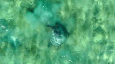 Oahu, Hawaii, ABD 'de bir su kütlesinin eşsiz bir perspektifini keşfedin, kuş bakışı olarak görüldüğü gibi. Dalgaların yavaşça kıyıya vuruşunu izleyin, kaplumbağa kristal berrak suda zarifçe yüzerken.