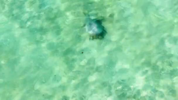 在美国夏威夷瓦胡岛沿岸清澈的蓝水中 可以看到一只小鸟优雅地游动着 鸟儿轻松自在地在水里飞来飞去 羽毛闪闪发光 图库视频