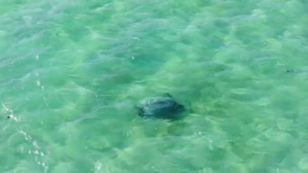 優雅に泳ぐカメは ハワイ ハワイの澄んだ青い水を通って泳いでいます カメが水の中を楽に動き回り その自然の美しさと恵みを示しているのを見てください — ストック動画