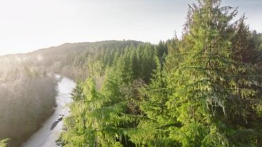 Güneş, Washington 'da yemyeşil yemyeşil bir ormanın içinden süzülen yumuşak bir nehri aydınlatarak sisin içinden doğuyor. Kamera sorunsuzca alçalıyor. 4K görüntü. 