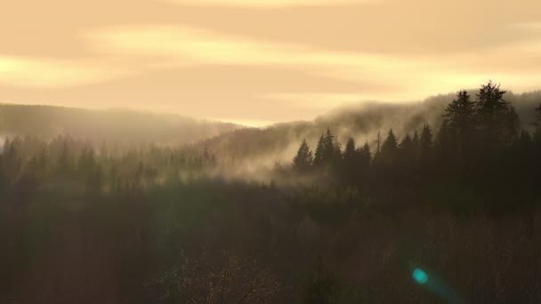 Μια Γαλήνια Εναέρια Άποψη Ενός Ομιχλώδους Πρωινού Ένα Πυκνό Δάσος — Αρχείο Βίντεο