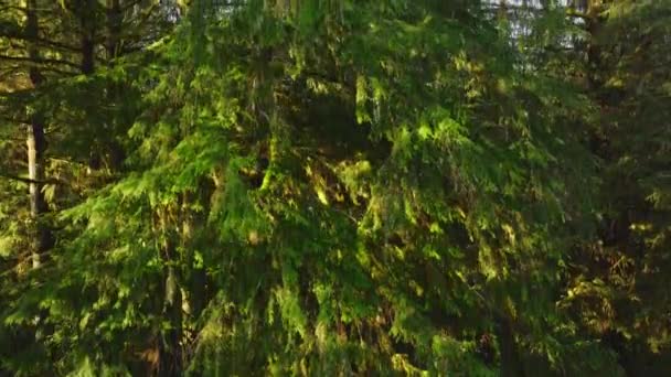 映入眼帘的是茂密 生机勃勃的绿色树冠 是太平洋西北部典型的常绿树 布满了阳光 照相机平稳地升起 4K镜头 免版税图库视频片段