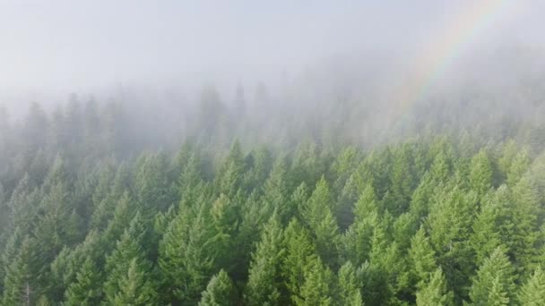 Приголомшливий Безпілотник Захоплює Веселку Яка Спирається Туманний Ліс Вашингтоні Викликаючи — стокове відео