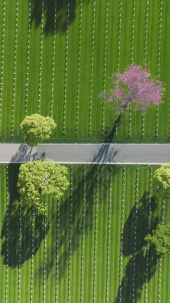 バーティカルビデオ 夏の日に真っ直ぐな列の白い墓皿で緑地の上を飛行するドローン 全軍を埋葬した国立墓地 カリフォルニア アメリカ — ストック動画