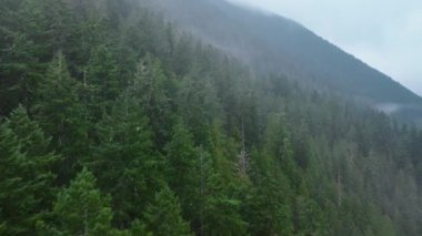 Washington dağlarının yamaçlarında sabah sisi ile kaplanmış yoğun ve yemyeşil orman doğa güzelliğinin ferahlatıcı manzarasını sunuyor. 4K görüntü. 