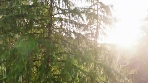 Mlhou Proniká Slunce Ozařuje Jemnou Řeku Vinoucí Bujným Věčně Zeleným — Stock video