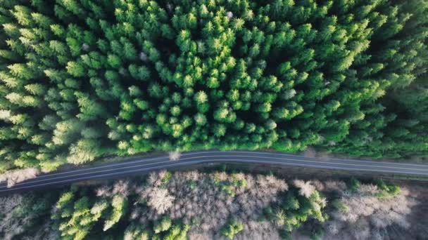 Perspectiva Drones Capturando Densos Bosques Pinos Siempreverdes Cortados Por Sinuosos — Vídeo de stock