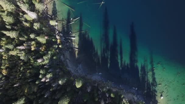 Överblick Över Det Orörda Vattnet Lake Tahoe Avslöjar Nedsänkta Träd — Stockvideo