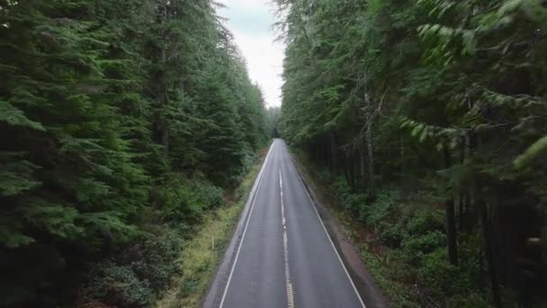 Captured High Image Shows Secluded Road Cutting Dense Evergreen Forest Royalty Free Stock Video