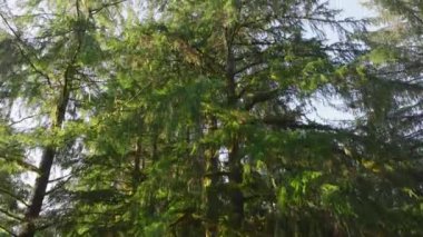 Kuzeybatı Pasifik 'in tipik yeşil ağaçlarının yoğun, canlı yeşil gölgesinin yakın görüntüsü güneş ışığıyla kararmıştır. Kamera sorunsuzca yükseliyor. 4K görüntü. 