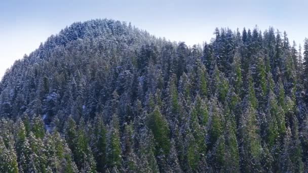 Aerial Capture Dense Pine Forest Dusting Snow Mountain Backdrop Washington — Stok video