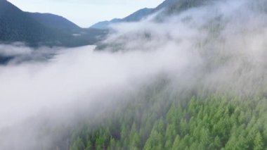 Sis Washington 'un yemyeşil ormanlarını ve dağ sıralarını yutarken büyüleyici ve mistik bir sabah atmosferi yaratıyor. 4K görüntü. 