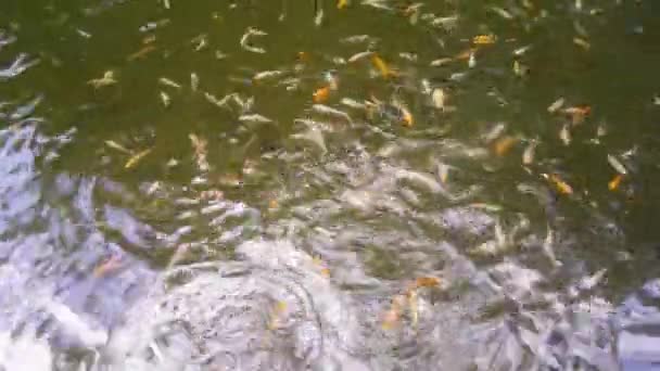 这是一个充满活力的场景 许多五彩斑斓的鱼在黑暗的湖水中旋转着 在它们快速移动的过程中闪烁着光芒 4K镜头 — 图库视频影像