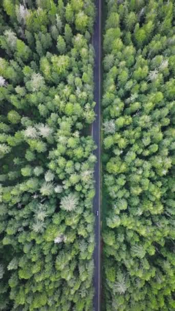 Vertical Screen Aerial View Shows Solitary Car Driving Lush Vibrantly — Wideo stockowe