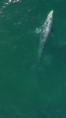 Yukarıda, bir dron derin mavi okyanusta zarif bir şekilde yüzen güzel bir balinayı yakalar ve deniz yaşamının mucizesini gözler önüne serer. Görüntüler, yaratığın doğal ortamındaki ihtişamını gösteriyor.