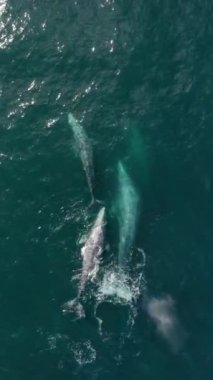 Dikey ekran: Huşu uyandıran bir hava videosu, derin mavi denizde zarafetle yüzen balinaların görkemli güzelliklerini yakalar, deniz yaşamının büyüleyici görüntüsünü ve okyanusun harikalarını gözler önüne serer.