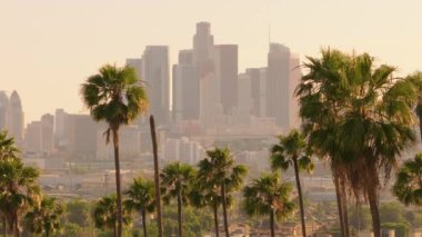 Los Angeles, Kaliforniya, ABD şehir merkezinin, ön planda palmiye ağaçları ve günbatımında ikonik şehir siluetinin görüntüsünü yakalayın.