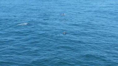 Doğanın güzelliğini, yunusların ve pelikanların gün doğumunda okyanusun nefes kesici manzarasıyla çevrili, yavaş çekimde balık avladıklarını gösteren 4K hava videosuyla yaşayın.