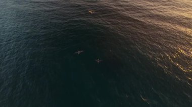 Bir FPV insansız hava aracının yakaladığı çarpıcı hava perspektifi, güneş batarken Malibu, California yakınlarındaki parıldayan sularda pelikanların zarifçe süzüldüğünü gösteriyor.