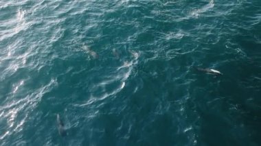 İnsansız hava aracı tarafından çekilen büyüleyici yavaş çekim sahnesinde yunuslar, pelikanlar ve martılar gün batımında birlikte yüzerek doğanın ve vahşi yaşamın güzelliklerini uyum içinde sergiliyorlar.