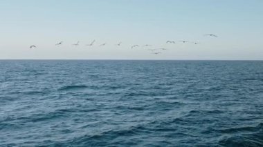 Gün batımında okyanus suyunun üzerinde zarif bir şekilde uçan bir grup pelikan yavaş çekimde sakin ve görkemli bir sahne yaratarak doğanın ve vahşi yaşamın güzelliğini somutlaştırıyor.