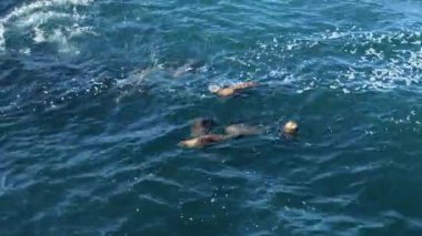Kendinizi büyüleyici 4K görüntülerine daldırın. Sudaki yaşam alanlarında oynayan sevimli kürk foklarının doğal ortamlarındaki canlı deniz yaşamına bir göz atmanızı sağlar.