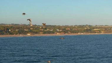 Malibu, California 'da günbatımında bir grup pelikan zarif bir şekilde okyanusun üzerinde uçuyor. Manzaralı manzara doğanın huzurunu ve güzelliğini yakalar. Güneş ufukta batarken..