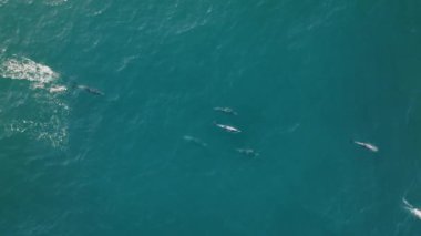 Gün doğumunda balık avlayan yunusları, pelikanları ve martıları yakalayan nefes kesici bir hava manzarası, yavaş çekimde doğal ahenk gösteriyor.