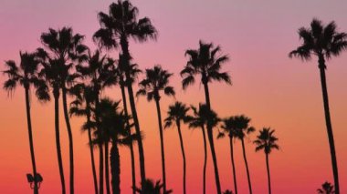 Newport Beach, California 'da siluetli palmiye ağaçlarıyla güzel bir günbatımı sahnesi. Gökyüzü, pembeden turuncuya dönüşen çarpıcı renkler sergiliyor. Huzurlu ve pitoresk akşam manzarası.