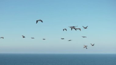 Gün batımında okyanusun üzerinde zarif bir şekilde süzülen bir grup pelikanın nefes kesici görüntüsü. Gökyüzünün canlı renkleri ve dingin okyanus arkaplanı mükemmel bir doğal güzellik anı yaratır..