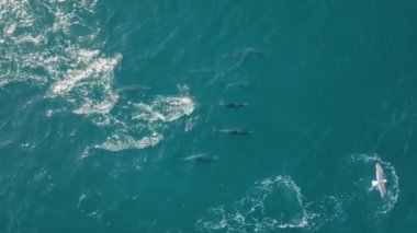 Bu hava görüntüsü yunusları, pelikanları ve martıları okyanusta balık avlarken, gün doğumunda banyo yaparken yakalar. Sahne dinamik, gösterişli doğal güzellik yavaş çekimde..